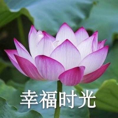 PG麻将胡了免费版手机app下载